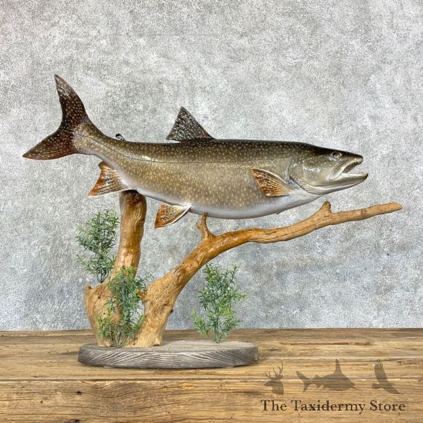 Lake Trout Freshwater Fish Mount For Sale #22324 @ The Taxidermy Store