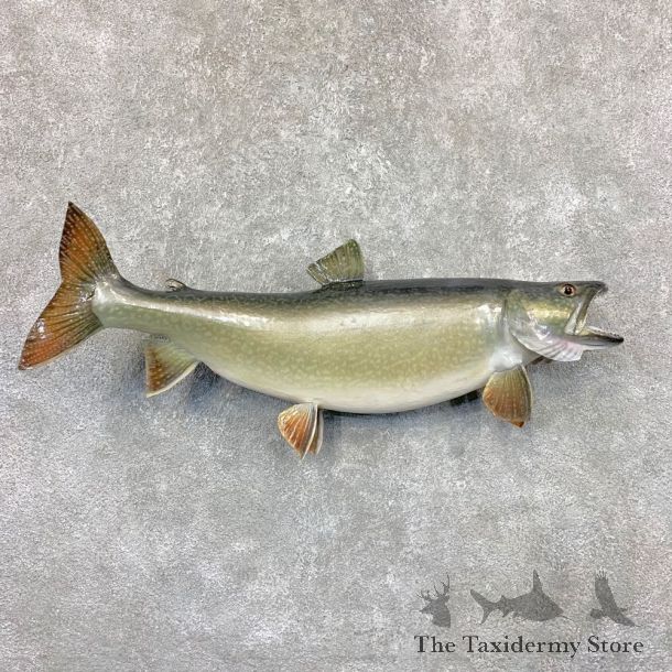 Lake Trout Freshwater Fish Mount For Sale #22379 @ The Taxidermy Store