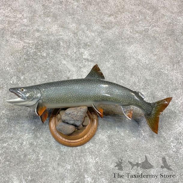 Lake Trout Freshwater Fish Mount For Sale #23170 @ The Taxidermy Store