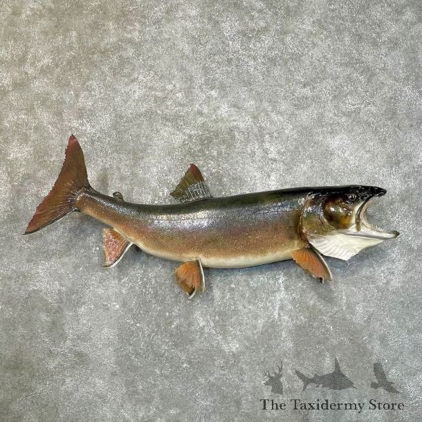 Lake Trout Freshwater Fish Mount For Sale #24103 @ The Taxidermy Store