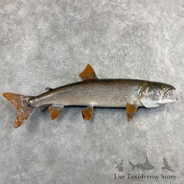 Lake Trout Freshwater Fish Mount For Sale #24399 @ The Taxidermy Store