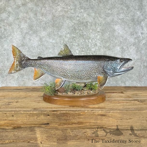 Lake Trout Freshwater Fish Mount For Sale #25963 @ The Taxidermy Store