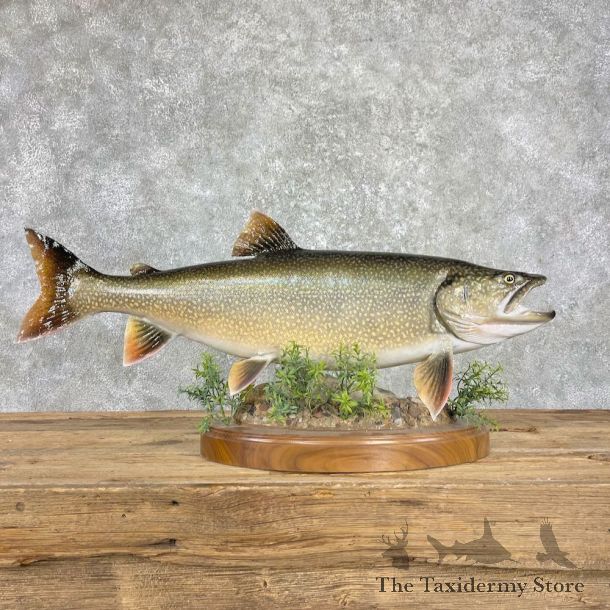 Lake Trout Freshwater Fish Mount For Sale #25964 @ The Taxidermy Store