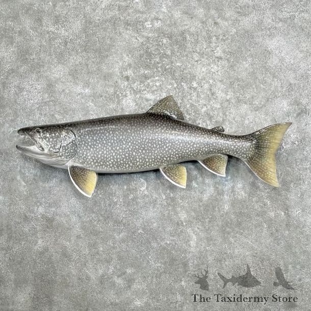 Lake Trout Freshwater Fish Mount For Sale #27310 @ The Taxidermy Store