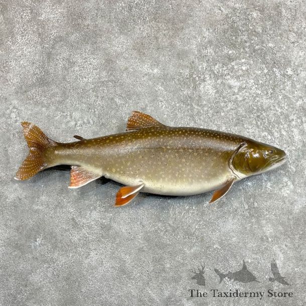 Lake Trout Freshwater Fish Mount For Sale #27506 @ The Taxidermy Store