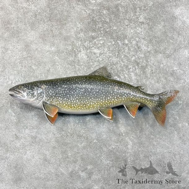 Lake Trout Freshwater Fish Mount For Sale #27537 @ The Taxidermy Store