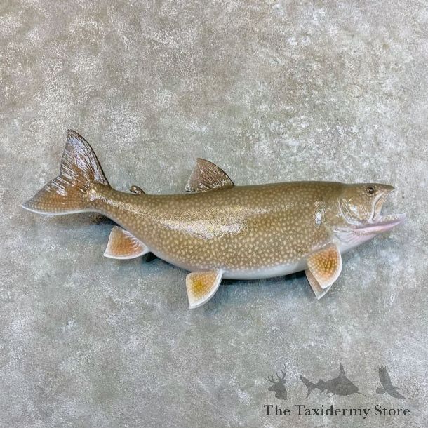 Lake Trout Freshwater Fish Mount For Sale #27537 @ The Taxidermy Store