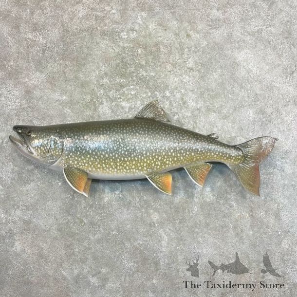 Lake Trout Freshwater Fish Mount For Sale #27682 @ The Taxidermy Store
