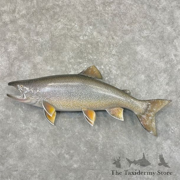 Lake Trout Freshwater Fish Mount For Sale #27689 @ The Taxidermy Store