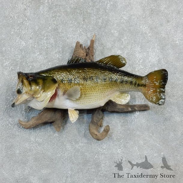 Largemouth Bass Fish Mount For Sale #18242 @ The Taxidermy Store