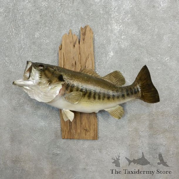 Largemouth Bass Fish Mount For Sale #17787 @ The Taxidermy Store