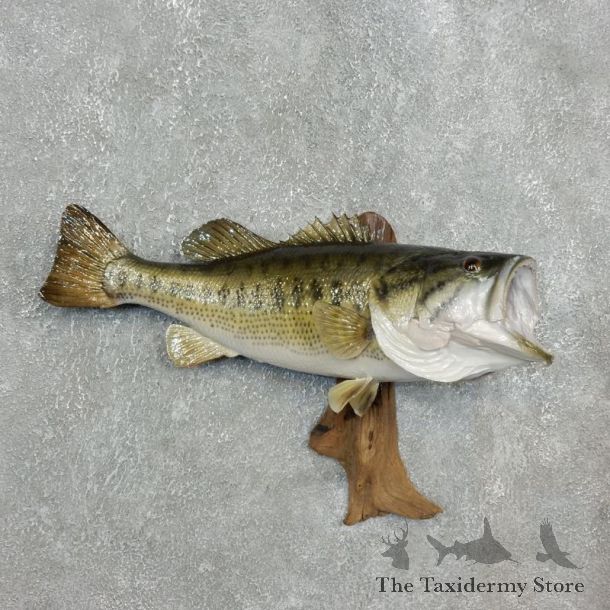 Largemouth Bass Fish Mount For Sale #17802 @ The Taxidermy Store