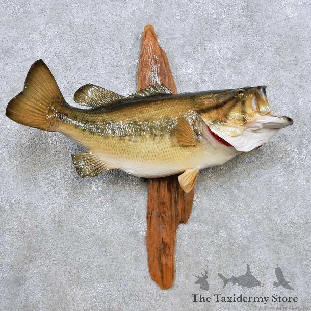 Largemouth Bass Fish Mount For Sale #14370 @ The Taxidermy Store