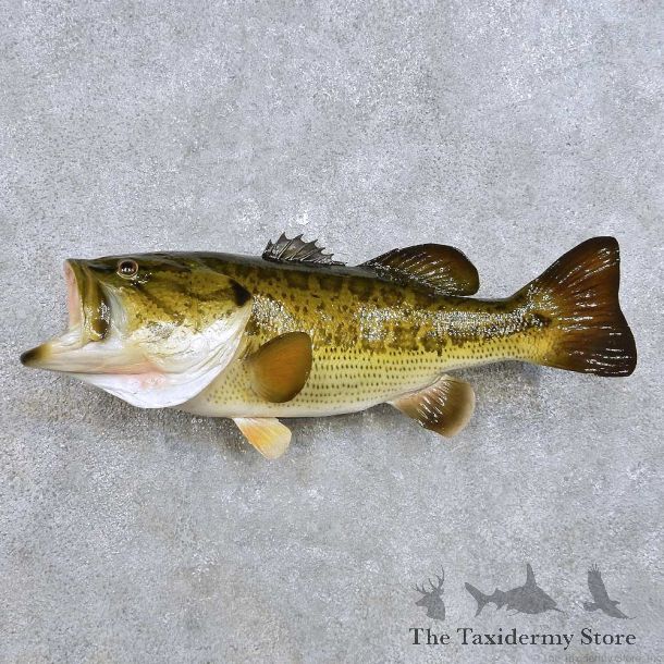 Largemouth Bass Fish Mount For Sale #14377 @ The Taxidermy Store