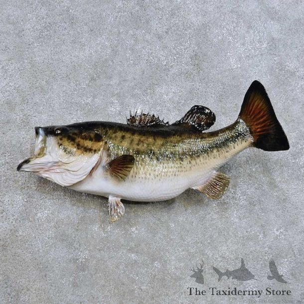 Largemouth Bass Fish Mount For Sale #14381 @ The Taxidermy Store