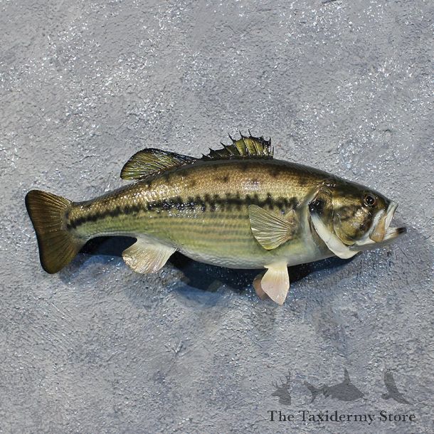 Largemouth Bass Fish Mount #12225 For Sale @ The Taxidermy Store