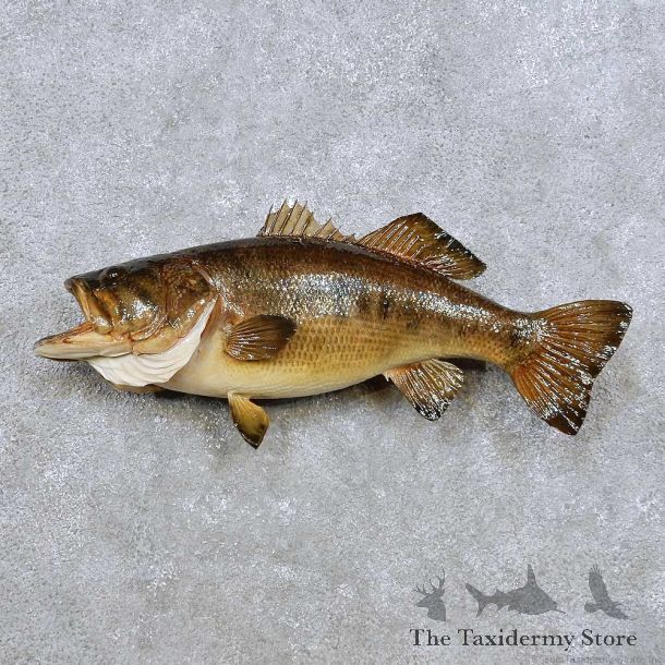 Largemouth Bass Fish Mount For Sale #14356 @ The Taxidermy Store
