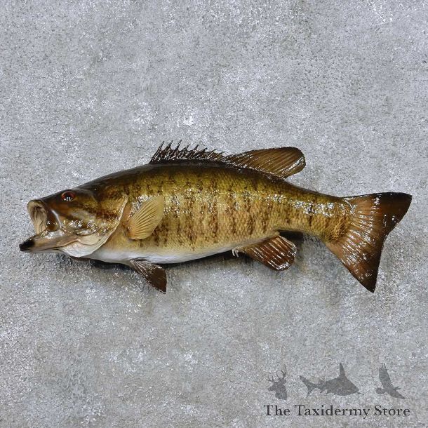 Smallmouth Bass Fish Mount For Sale #14357 @ The Taxidermy Store