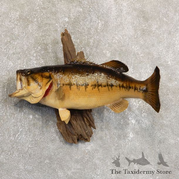 Largemouth Bass Fish Mount For Sale #19711 @ The Taxidermy Store