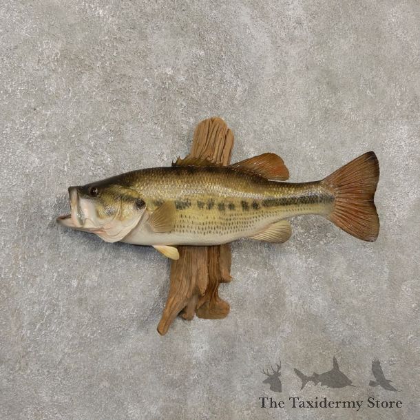 Largemouth Bass Fish Mount For Sale #20135 @ The Taxidermy Store