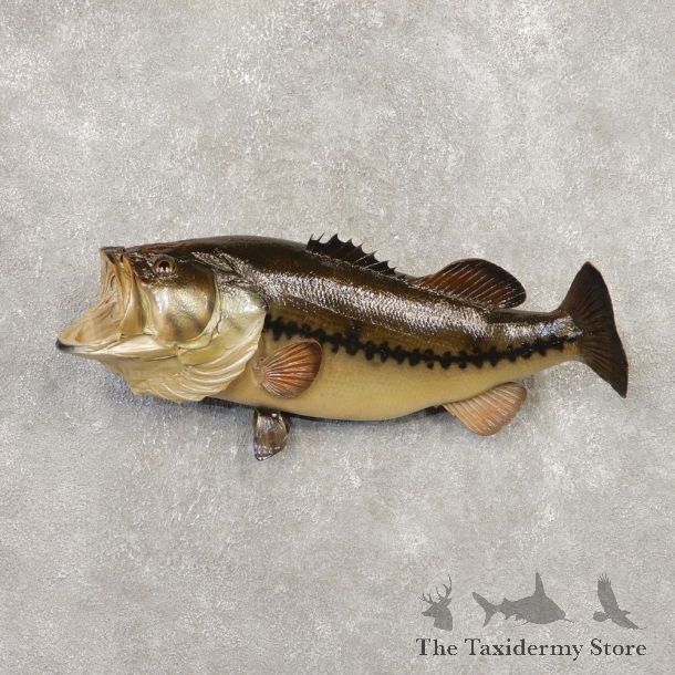 Largemouth Bass Fish Mount For Sale #20346 @ The Taxidermy Store
