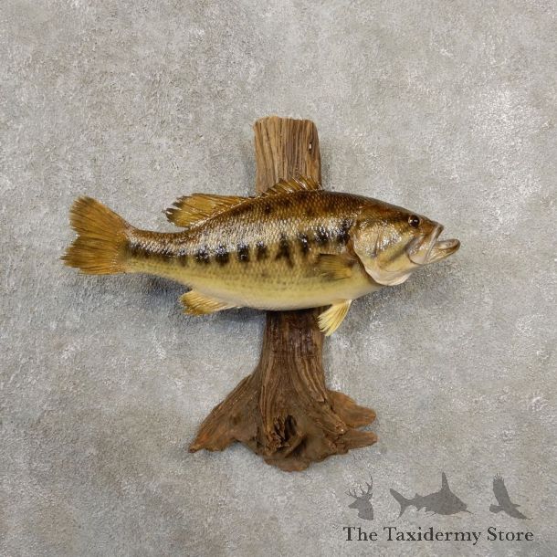 Largemouth Bass Fish Mount For Sale #20555 @ The Taxidermy Store