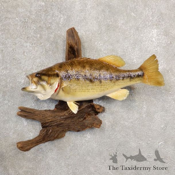 Largemouth Bass Fish Mount For Sale #20558 @ The Taxidermy Store