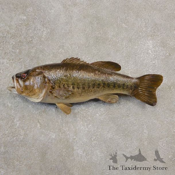 Largemouth Bass Fish Mount For Sale #20564 @ The Taxidermy Store