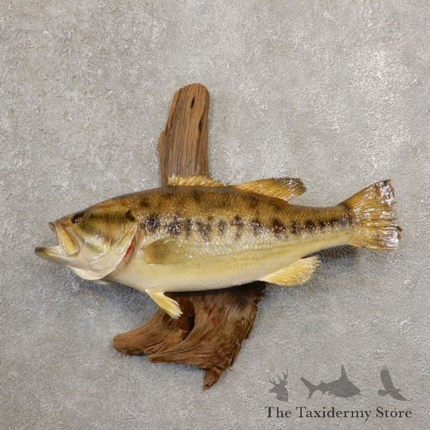 Largemouth Bass Fish Mount For Sale #20570 @ The Taxidermy Store