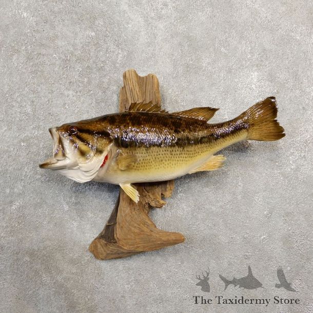 Largemouth Bass Fish Mount For Sale #20571 @ The Taxidermy Store