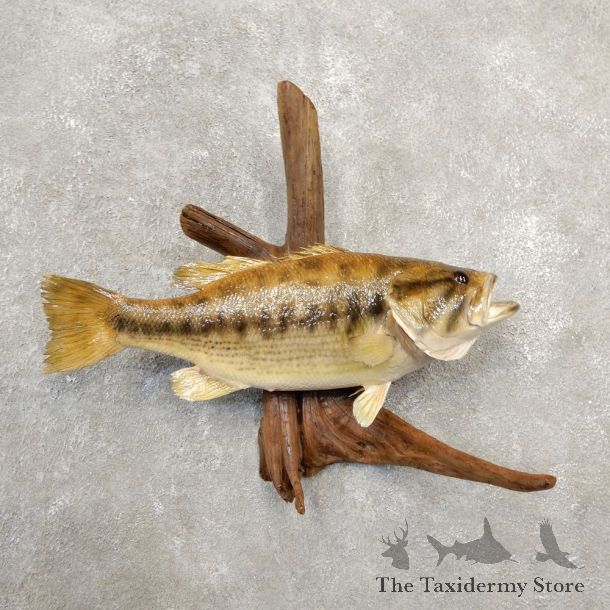 Largemouth Bass Fish Mount For Sale #20572 @ The Taxidermy Store