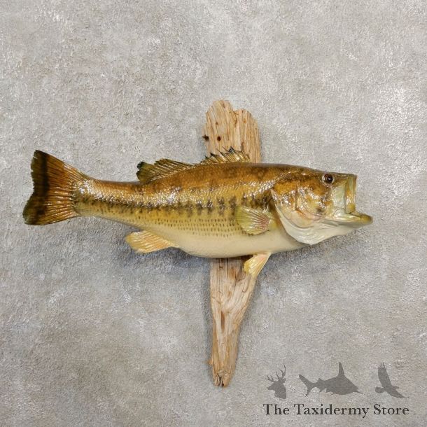 Largemouth Bass Fish Mount For Sale #20588 @ The Taxidermy Store