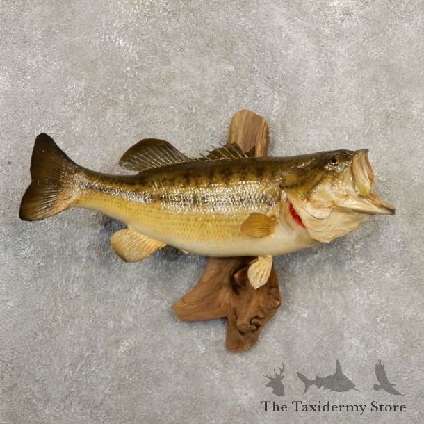Largemouth Bass Fish Mount For Sale #20850 @ The Taxidermy Store
