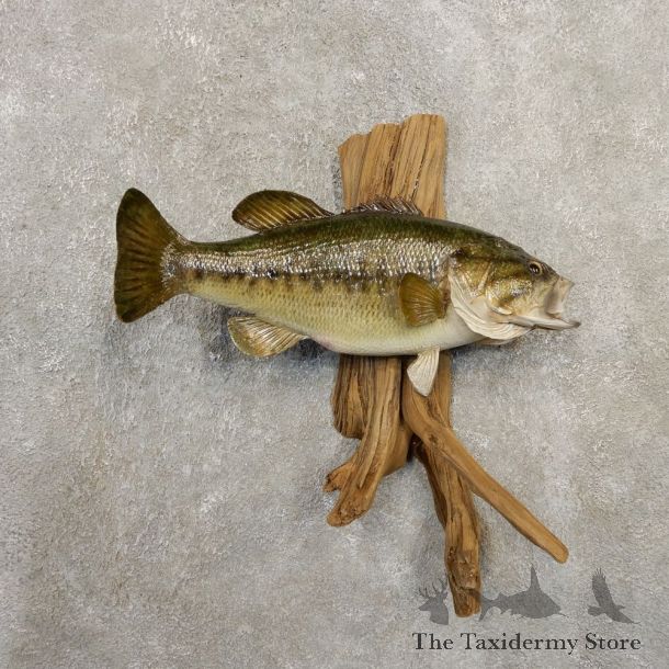 Largemouth Bass Fish Mount For Sale #20870 @ The Taxidermy Store