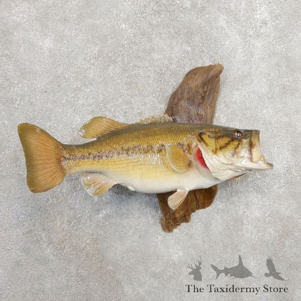 Largemouth Bass Fish Mount For Sale #20920 @ The Taxidermy Store