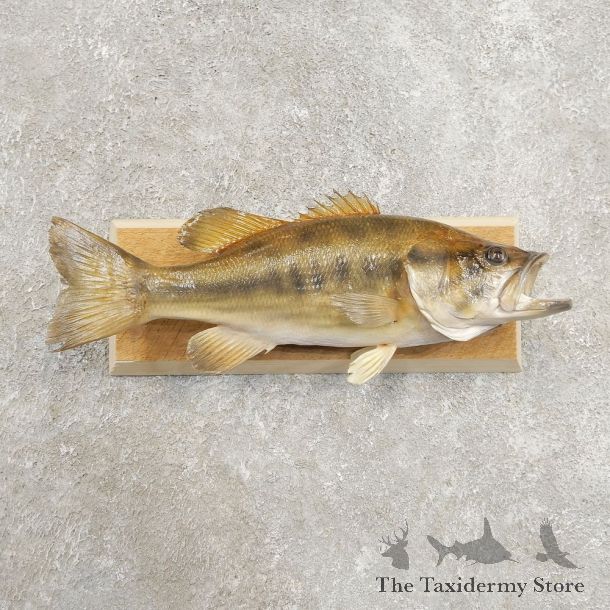 Largemouth Bass Fish Mount For Sale #20976 @ The Taxidermy Store