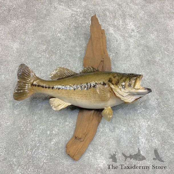 Largemouth Bass Fish Mount For Sale #21783 @ The Taxidermy Store