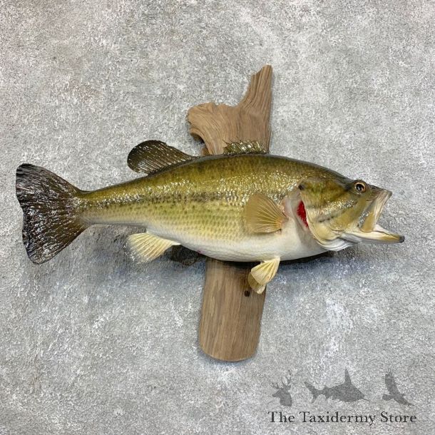 Largemouth Bass Fish Mount For Sale #21807 @ The Taxidermy Store