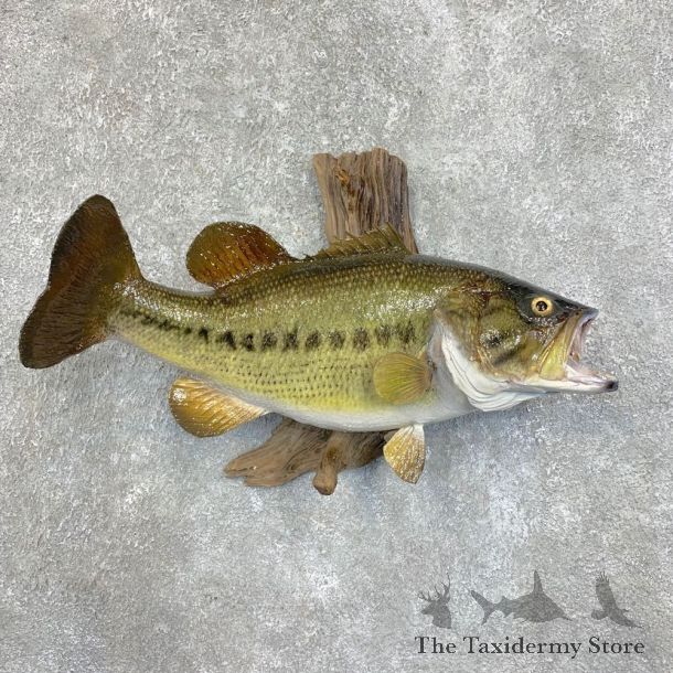 Largemouth Bass Fish Mount For Sale #21808 @ The Taxidermy Store