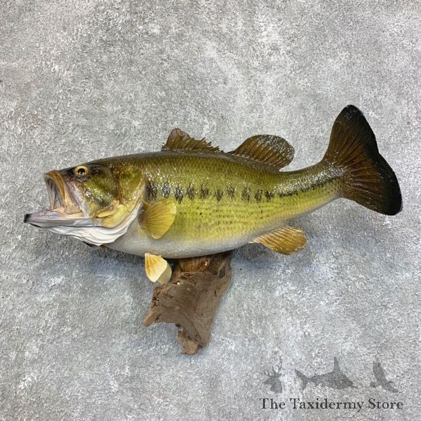 Largemouth Bass Fish Mount For Sale #21809 @ The Taxidermy Store