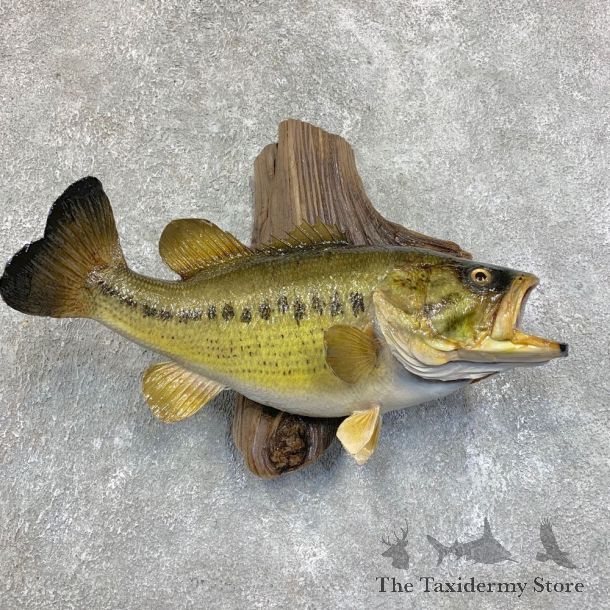 Largemouth Bass Fish Mount For Sale #21810 @ The Taxidermy Store
