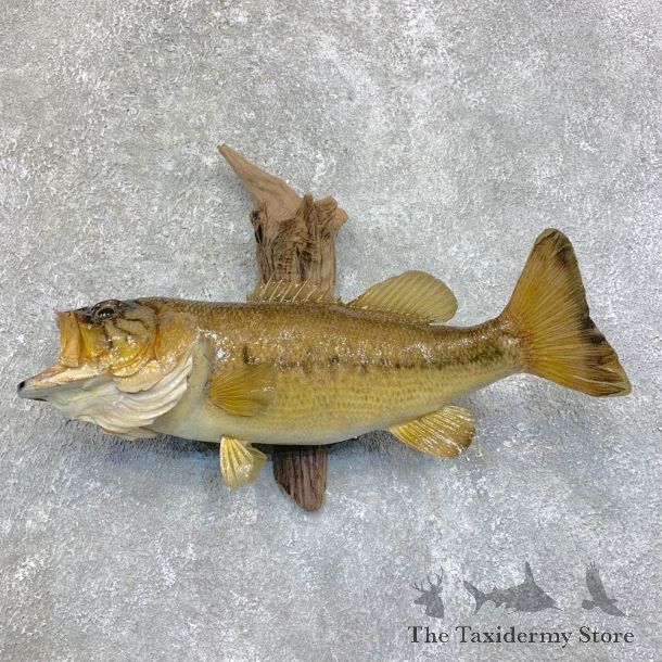 Largemouth Bass Fish Mount For Sale #21812 @ The Taxidermy Store