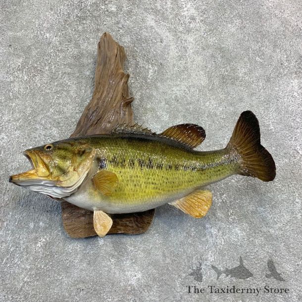 Largemouth Bass Fish Mount For Sale #21854 @ The Taxidermy Store