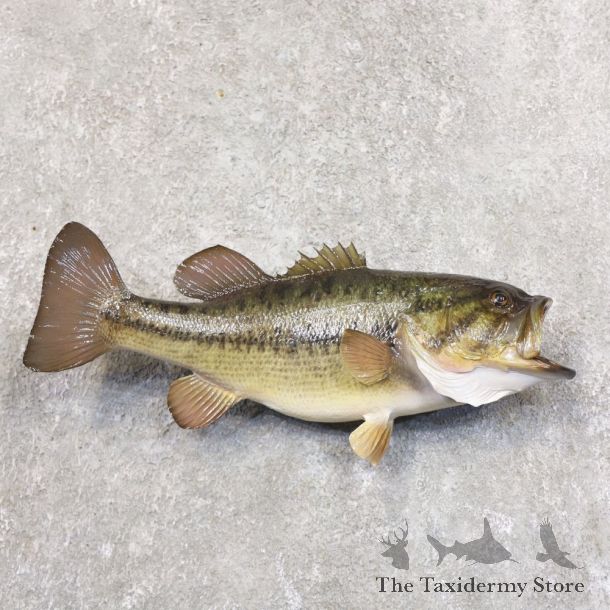 Largemouth Bass Fish Mount For Sale #22213 @ The Taxidermy Store