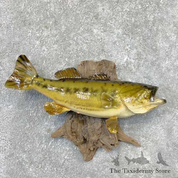 Largemouth Bass Fish Mount For Sale #22313 @ The Taxidermy Store
