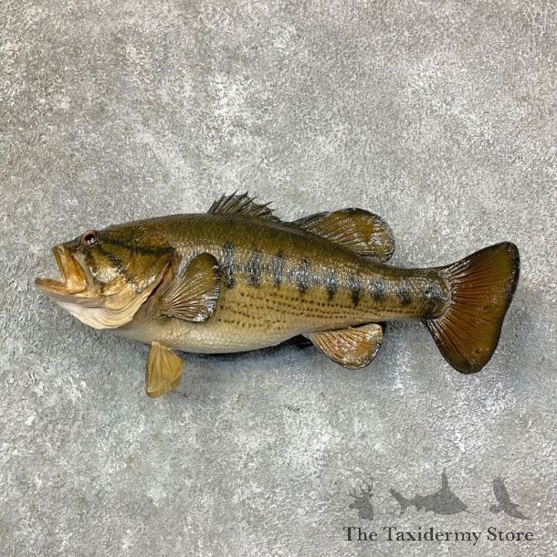 Largemouth Bass Fish Mount For Sale #22767 @ The Taxidermy Store