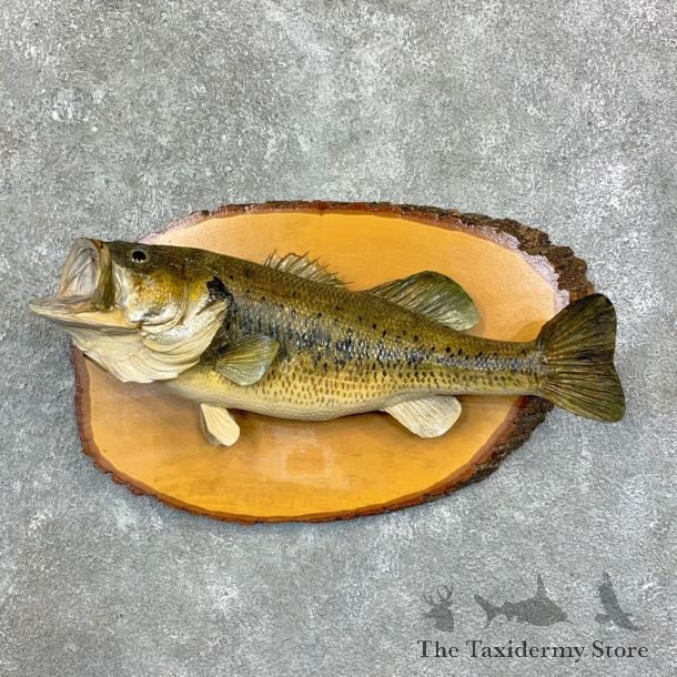 Largemouth Bass Fish Mount For Sale #23165 @ The Taxidermy Store