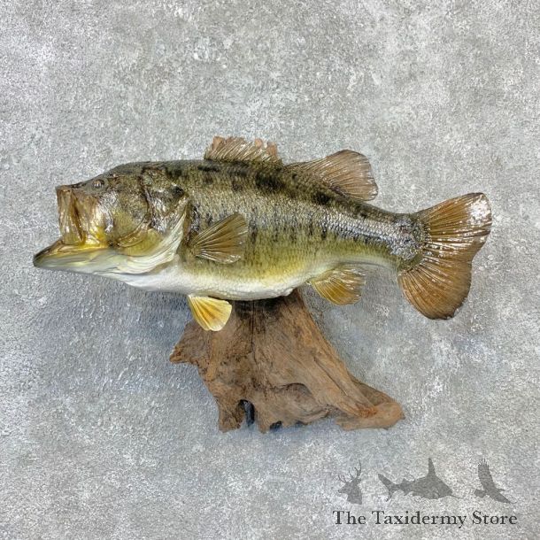 Largemouth Bass Fish Mount For Sale #23263 @ The Taxidermy Store