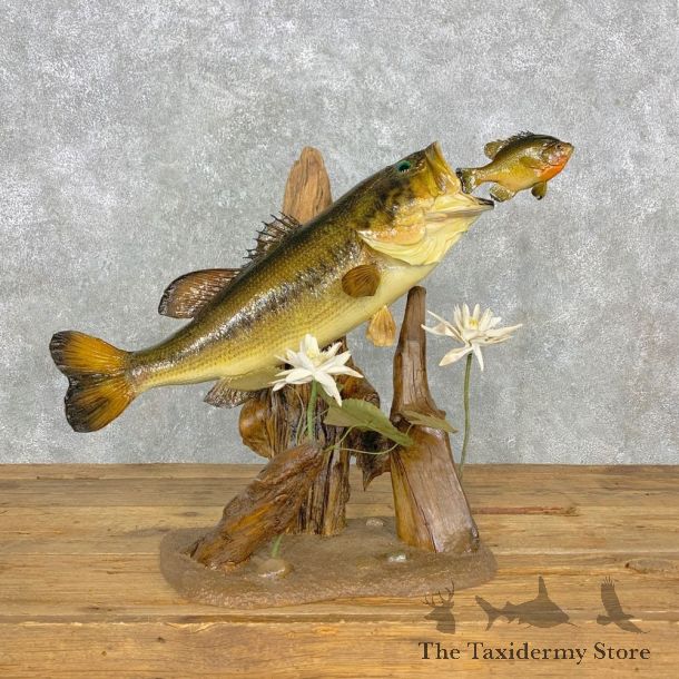 Largemouth Bass Fish Mount For Sale #23305 @ The Taxidermy Store