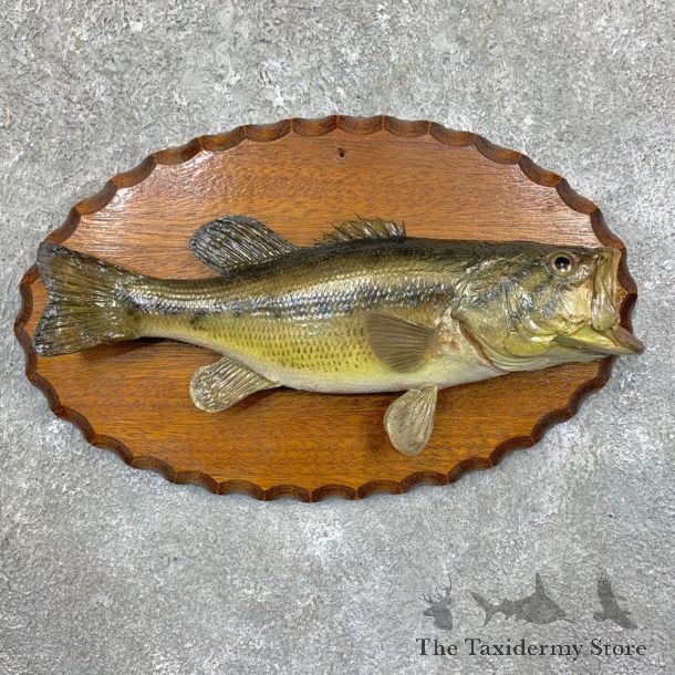 Largemouth Bass Fish Mount For Sale #23565 @ The Taxidermy Store
